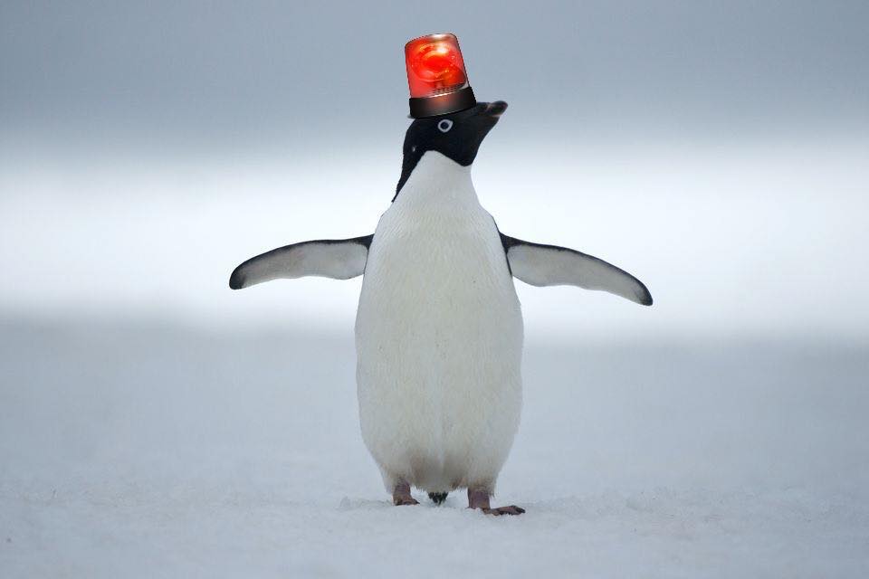 This penguin fixes everything