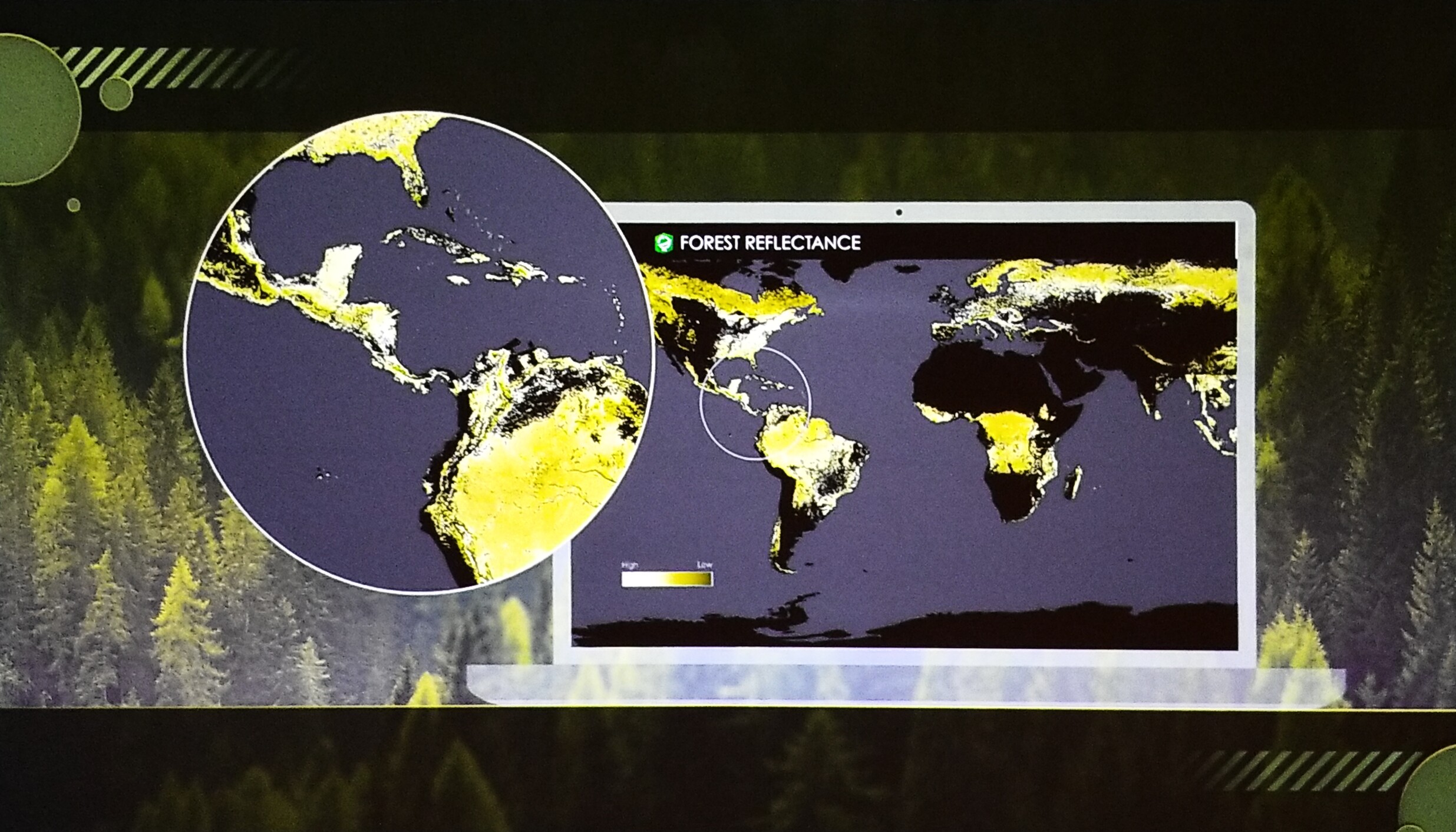 Forest Reflectance of Trees on the Globe